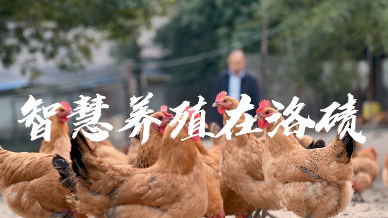 双抗亲和力检测：方法对比与选择指南